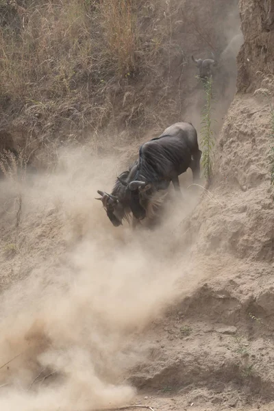 Foto Van Dieren Het Wild Grote Gnoes Migratie — Stockfoto