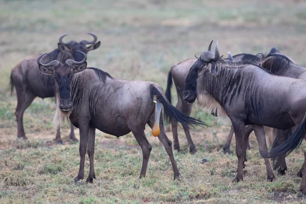 Mare Της Γκνου Wildebeest Είναι Έτοιμη Για Γέννηση Του Μόσχου — Φωτογραφία Αρχείου