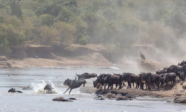 Imagem Vida Selvagem África Grande Migração Gnus Foto Vida Selvagem — Fotografia de Stock