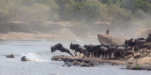 Foto Van Dieren Het Wild Afrika Grote Gnoes Migratie Foto — Stockfoto