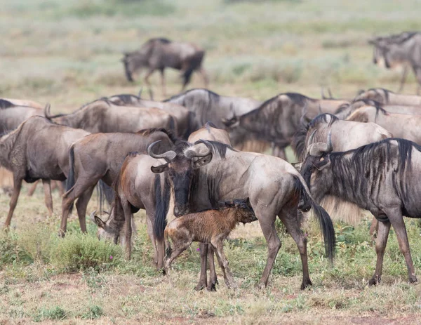 Imagen Vida Silvestre Wildebeests Migración —  Fotos de Stock