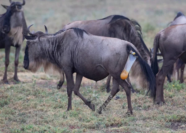 Mare Της Γκνου Wildebeest Είναι Έτοιμη Για Γέννηση Του Μόσχου — Φωτογραφία Αρχείου