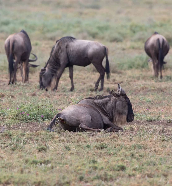 mare of wildebeest giving  the birth to the calf.