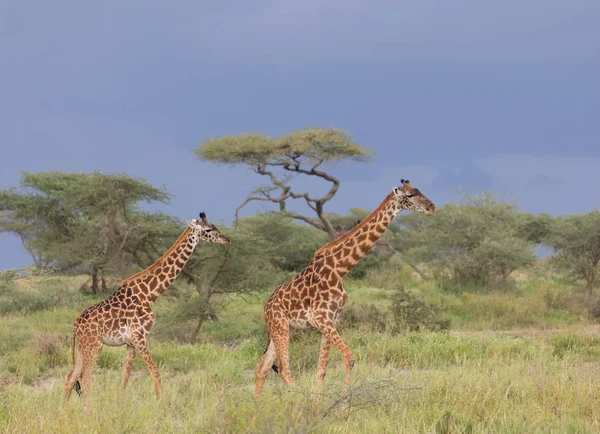 Jirafas Sabana Imagen Vida Silvestre África — Foto de Stock