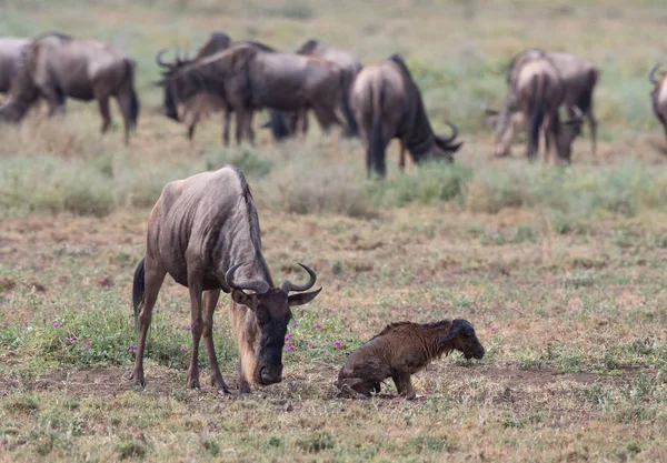 Imagine Faunei Sălbatice Puiul Nou Născut Mama Wildebeests — Fotografie, imagine de stoc