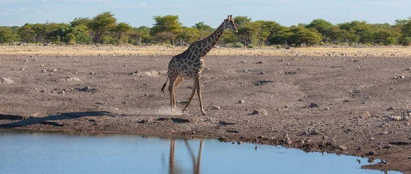 Giraffa Vicino All Acqua Immagine Della Fauna Selvatica — Foto Stock