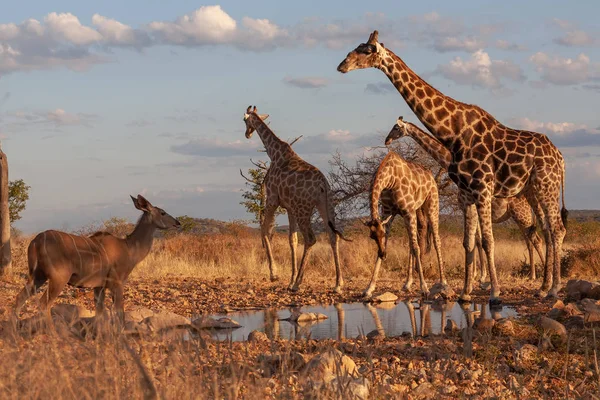 Žirafy Savaně Obrázek Divoké Zvěře Afrika — Stock fotografie