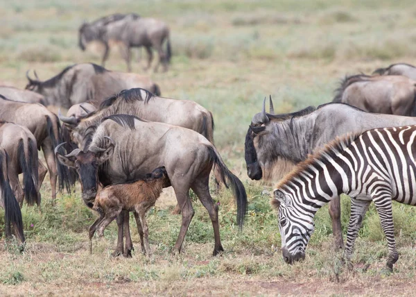 동물의 그림입니다 Wildebeests 마이그레이션 — 스톡 사진