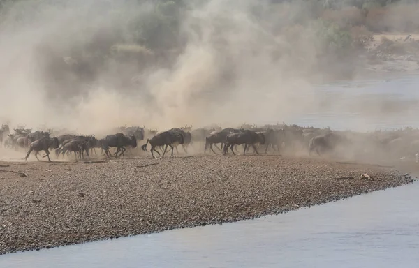 Gambar Satwa Liar Great Wildebeests Migrasi — Stok Foto