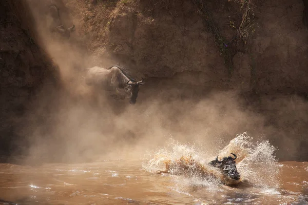 Bild Der Tierwelt Große Gnus Wanderung — Stockfoto