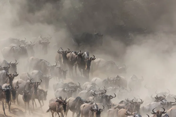 野生动物的图片 伟大的野牛移民 — 图库照片