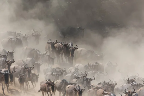 Picture of wildlife. Great Wildebeests Migration.