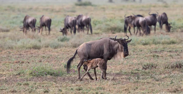 동물의 그림입니다 Wildebeests 마이그레이션 — 스톡 사진