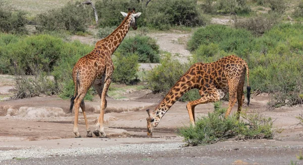 Jirafas Sabana Imagen Vida Silvestre África — Foto de Stock