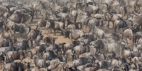 Wildebeests 마이그레이션입니다 동물의 — 스톡 사진