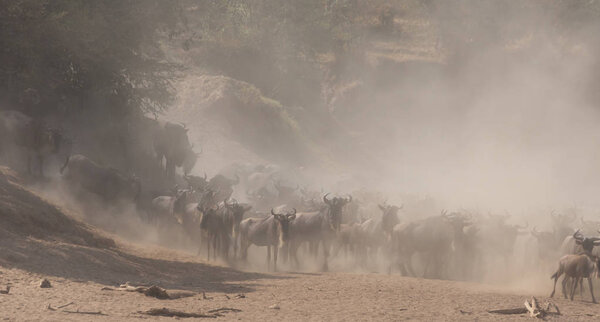 Great Wildebeests Migration. Picture of wildlife. 