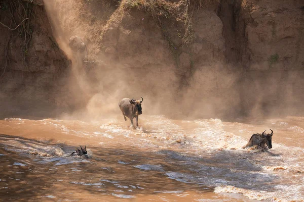 野生動物の写真 アフリカ 素晴らしいヌーの移行 — ストック写真