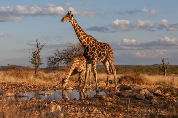 Zürafalar Savana Içinde Yaban Hayatı Resim Afrika — Stok fotoğraf