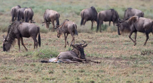 Gnu Stute Bringt Kalb Zur Welt — Stockfoto