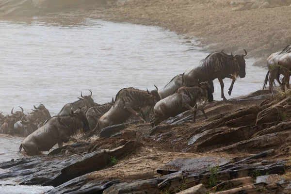 Gambar Satwa Liar Afrika Great Wildebeests Migrasi — Stok Foto