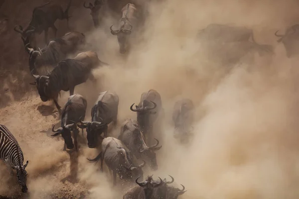Great Wildebeests Migration Imagen Vida Silvestre África — Foto de Stock