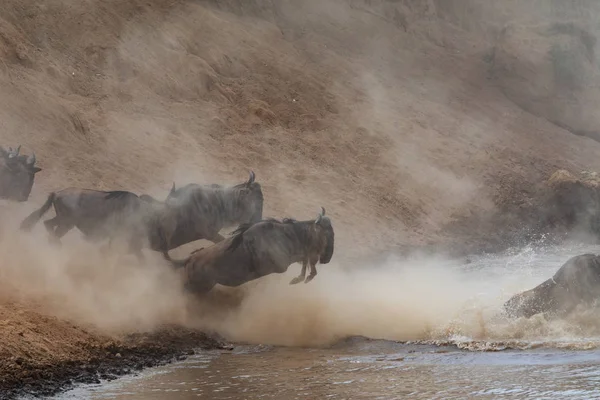 Bild Der Tierwelt Afrika Große Gnus Wanderung — Stockfoto