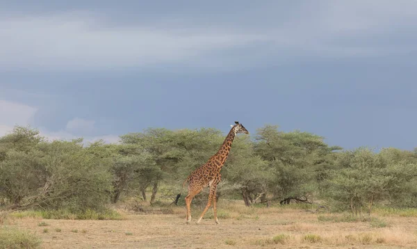 Zsiráf Szavanna Vadon Élő Állatok Kép Afrika — Stock Fotó