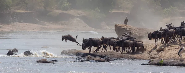 Foto Della Fauna Selvatica Africa Grandi Wildebeests Migrazione Immagine Della — Foto Stock