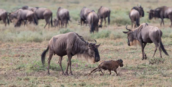 Imagine Faunei Sălbatice Puiul Nou Născut Mama Wildebeests — Fotografie, imagine de stoc