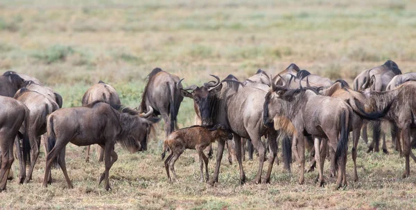 Imagine Faunei Sălbatice Wildebeest Migration — Fotografie, imagine de stoc