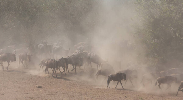 Picture of wildlife. Great Wildebeests Migration. 