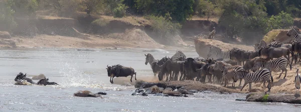 동물의 그림입니다 아프리카입니다 Wildebeests 마이그레이션입니다 동물의 그림입니다 아프리카 — 스톡 사진