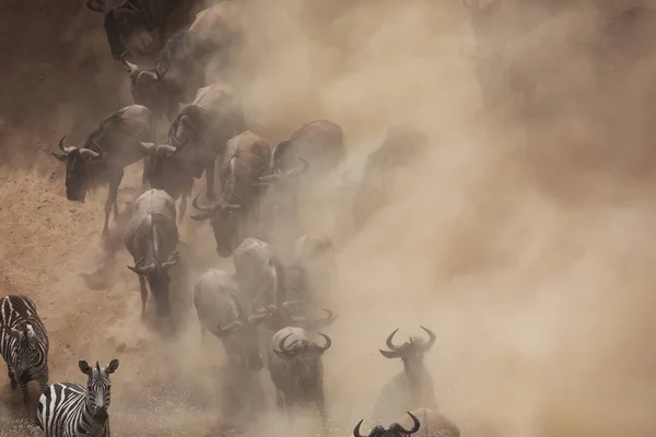 Grande Migração Gnus Foto Vida Selvagem África — Fotografia de Stock