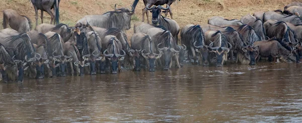 Picture of wildlife. Great Wildebeests Migration.