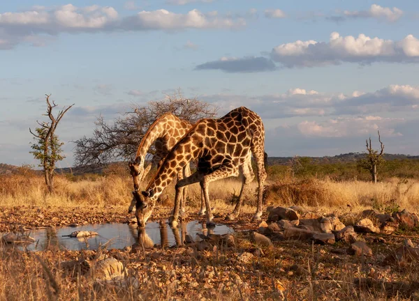 Giraffen Der Savanne Bild Der Tierwelt Afrika — Stockfoto