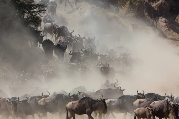 Picture of wildlife. Great Wildebeests Migration.