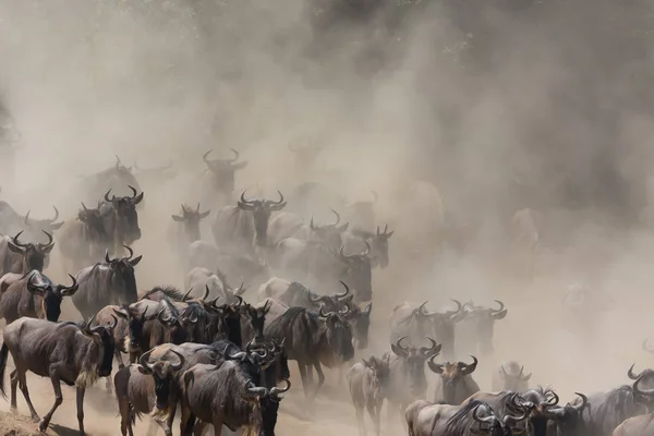 Imagem Vida Selvagem Grande Migração Gnus — Fotografia de Stock