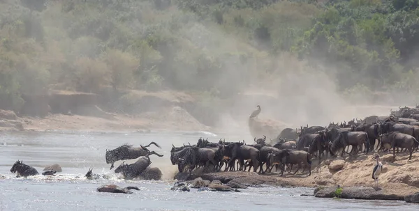 Imagem Vida Selvagem África Grande Migração Gnus Foto Vida Selvagem — Fotografia de Stock