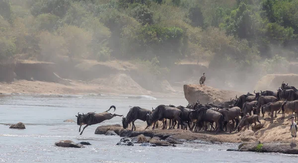 Imagem Vida Selvagem África Grande Migração Gnus Foto Vida Selvagem — Fotografia de Stock