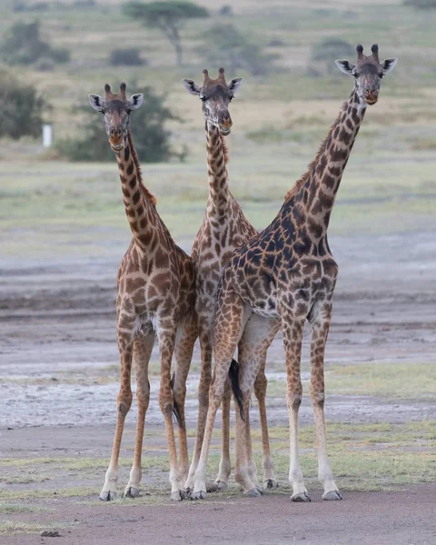 Giraffen Der Savanne Bild Der Tierwelt Foto Mit Kurzer Entfernung — Stockfoto