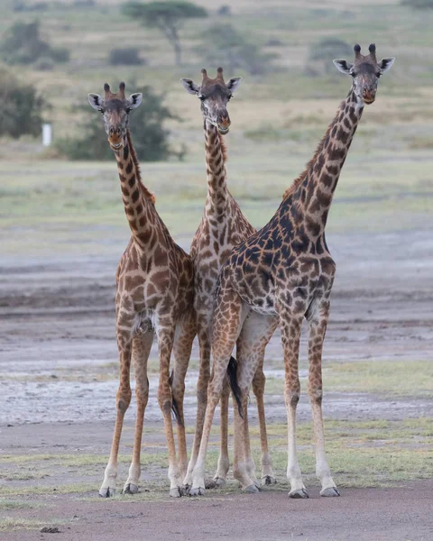 サバンナのキリン 野生動物の写真 短い距離と優れた光で作られた写真 — ストック写真