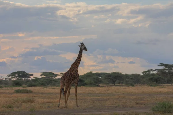 Giraf Savanne Foto Van Dieren Het Wild Afrika — Stockfoto