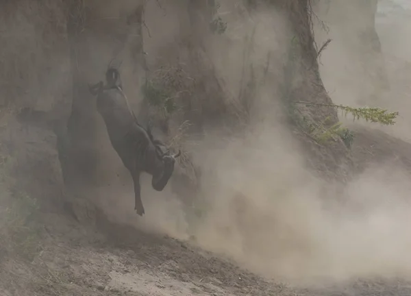 Grote Wildebeest Migratie Foto Van Dieren Het Wild — Stockfoto