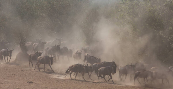 Picture of wildlife. Great Wildebeests Migration. 