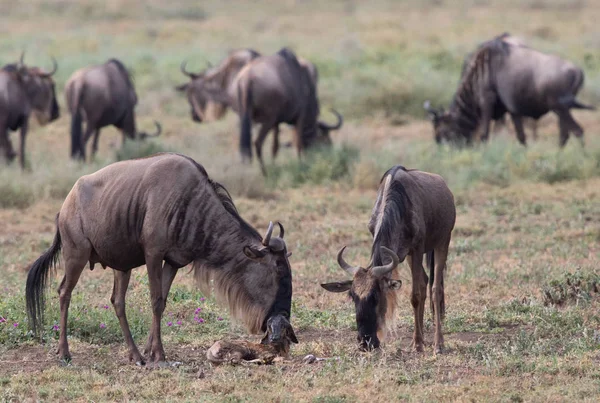 Εικόνα Της Άγριας Ζωής Νέα Γεννηθεί Cub Και Μητέρα Γκνου — Φωτογραφία Αρχείου