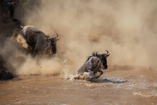 Foto Van Dieren Het Wild Afrika Grote Gnoes Migratie — Stockfoto