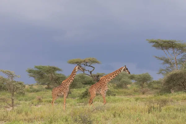 Giraffen Savanne Foto Van Dieren Het Wild Afrika — Stockfoto