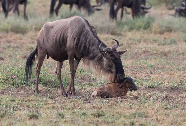 동물의 그림입니다 새로운 태어난된 새끼와 어머니 Wildebeests — 스톡 사진