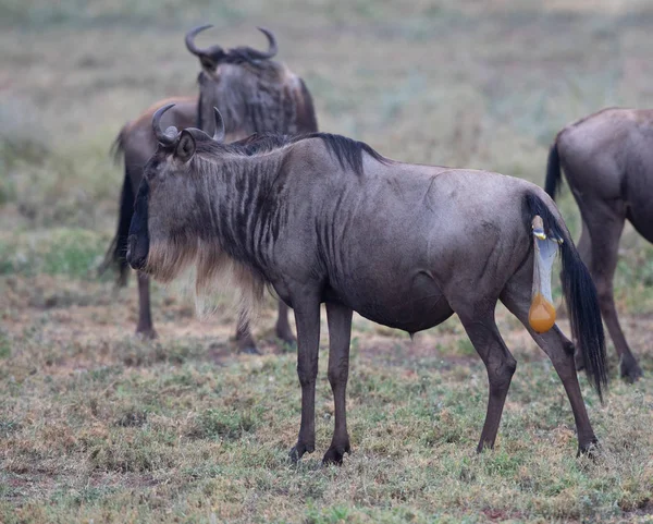 Gnu Stute Ist Bereit Für Die Geburt Des Kalbes — Stockfoto