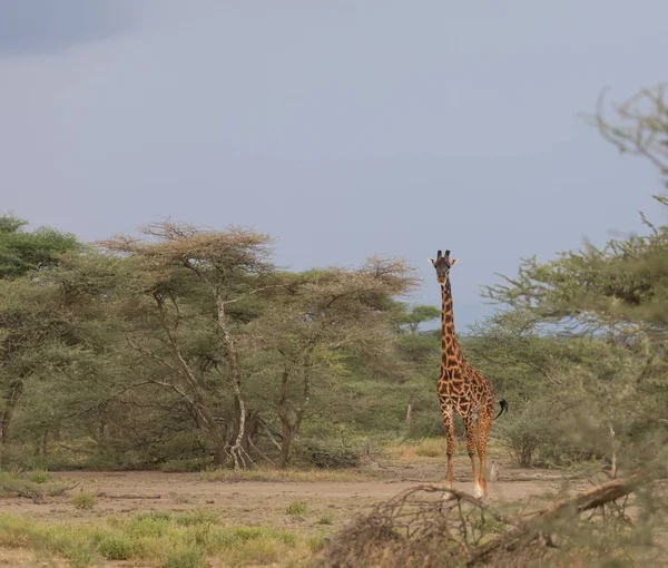 Giraf Savanne Foto Van Dieren Het Wild Afrika — Stockfoto